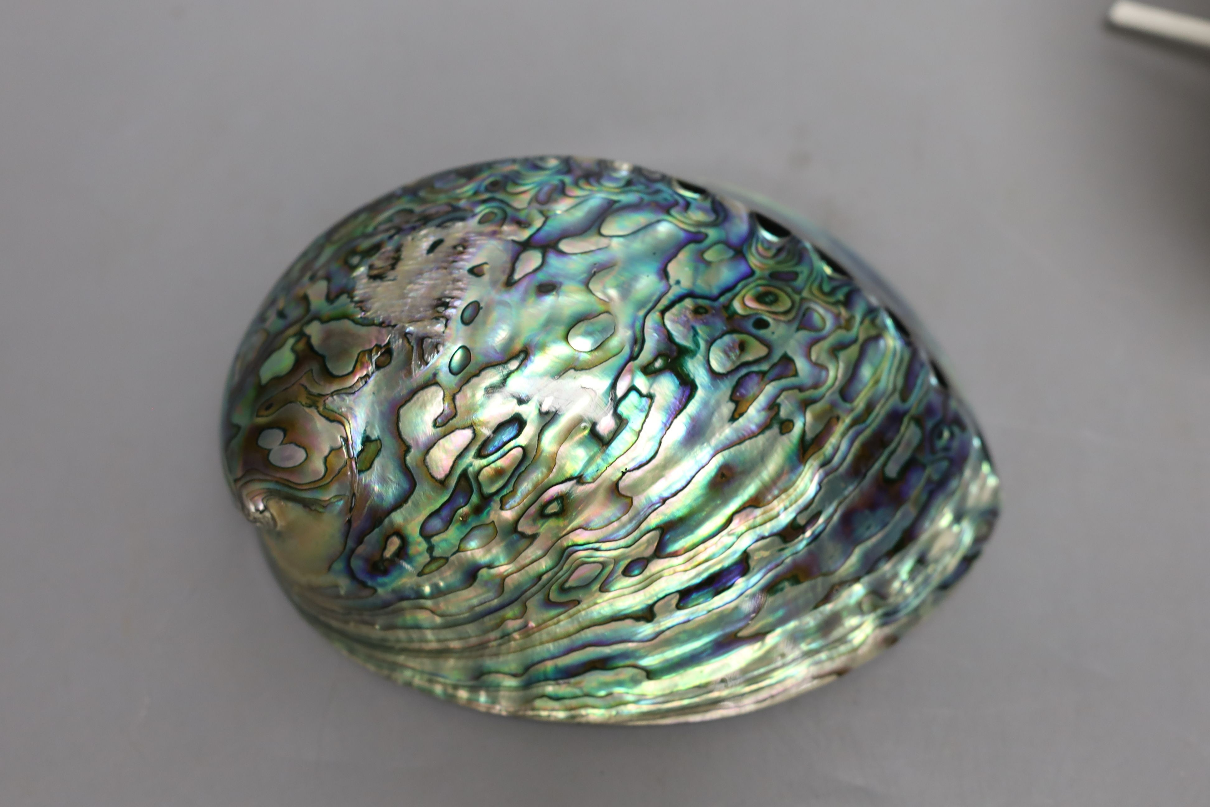 An engraved pearl shell, 22cm, a cylindrical box and bracelet, and two abalone shells